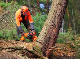 Reliable Pine Beach, NJ Tree Care Solutions