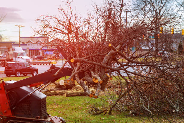 Best Leaf Removal  in Pine Beach, NJ