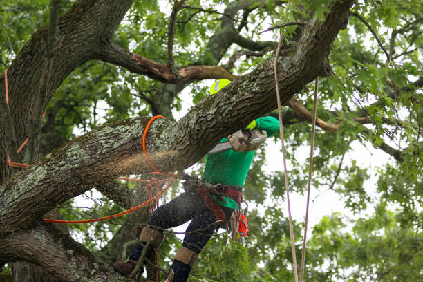 How Our Tree Care Process Works  in  Pine Beach, NJ